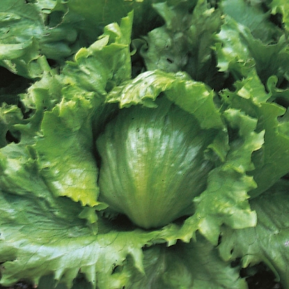 Picture of Lettuce Webbs Wonderful - Grower Pack