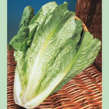 Picture of Lettuce Lobjoits Cos