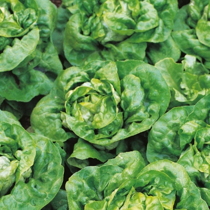 Picture of Lettuce Arctic King