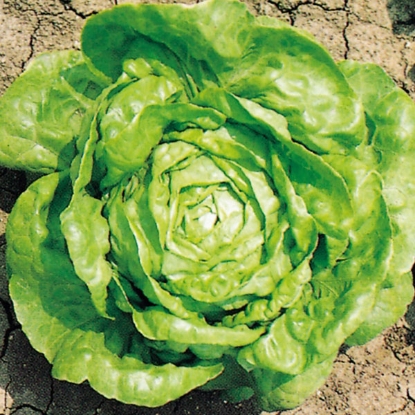 Picture of Lettuce Winter Imperial