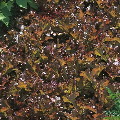 Picture of Lettuce Red Salad Bowl