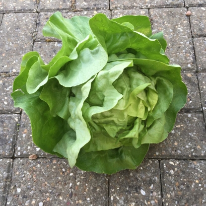 Picture of Lettuce Analena (Butterhead)