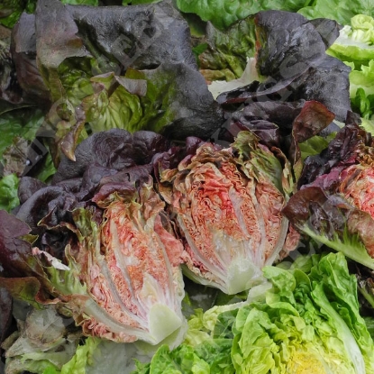 Picture of Lettuce Intred (Gem)