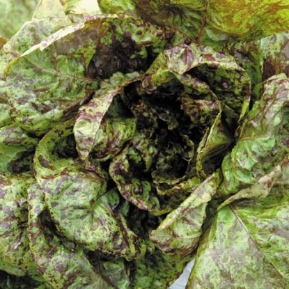 Picture of Lettuce Freckles