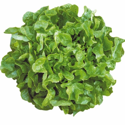 Picture of Lettuce Oakleaf Smile