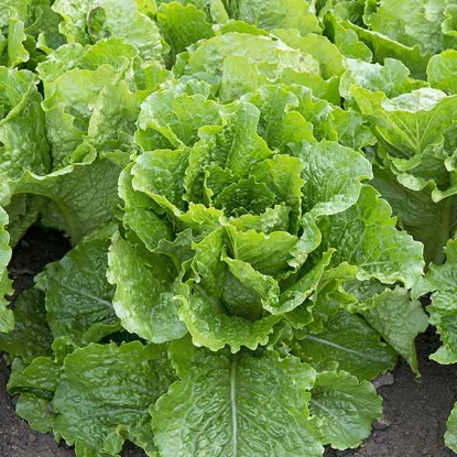 Picture of Lettuce Crisp Mint