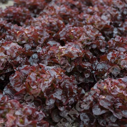 Picture of Lettuce Oakus Seeds