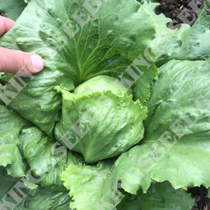 Picture of Lettuce Miniko