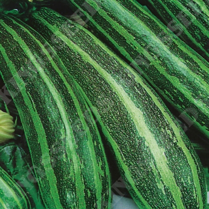 Picture of Marrow Long Green Bush 4