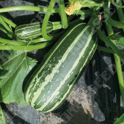 Picture of Marrow Bush Baby