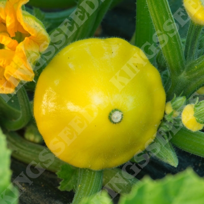 Picture of Patty Pan Twinkle F1