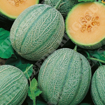 Picture of Melon Blenheim Orange