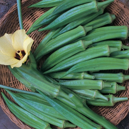 Picture of Okra Pure Luck F1