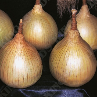 Picture of Onion Ailsa Craig