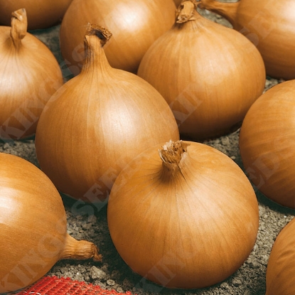 Picture of Onion Rijnsburger