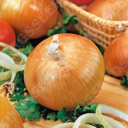 Picture of Onion Senshyu Yellow