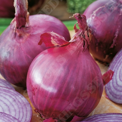 Picture of Onion Red Brunswick