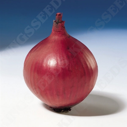 Picture of Onion Red Baron (RHS Award of Garden Merit)