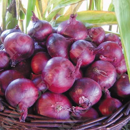 Picture of Onion North Holland Blood Red