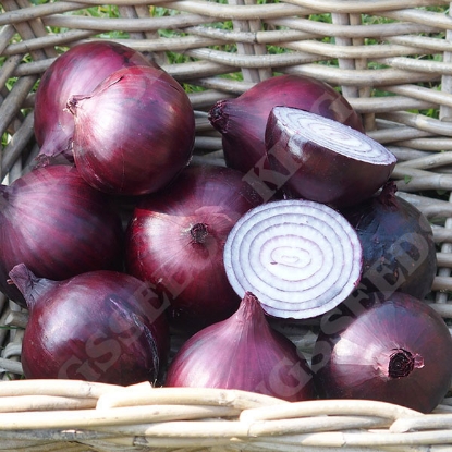 Picture of Onion Magnate F1