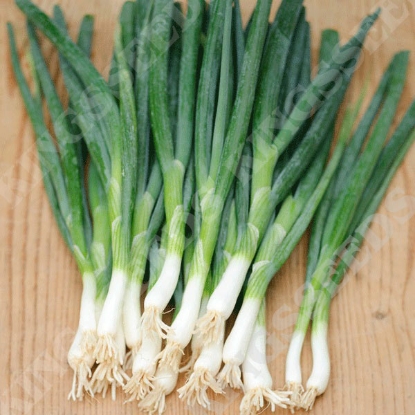 Picture of SALE - Spring Onion Slender Star