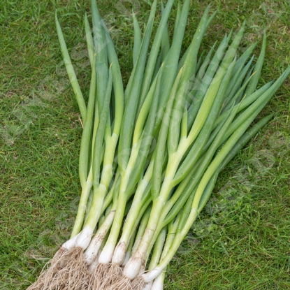 Picture of Spring Onion Gerda