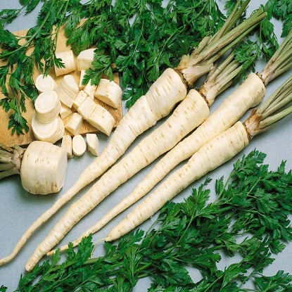 Picture of Parsley Root Hamburg Berliner