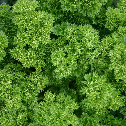 Picture of Parsley Moss Curled