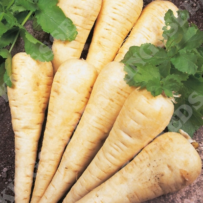 Picture of Parsnip Hollow Crown - Grower Pack