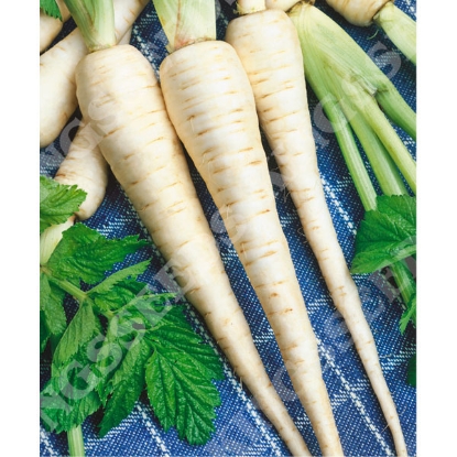 Picture of Parsnip Tender and True - Grower Pack