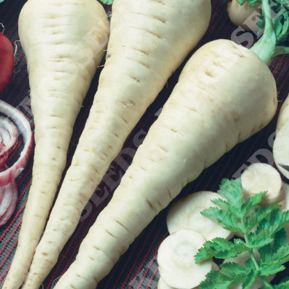 Picture of Parsnip Gladiator F1 (RHS Award of Garden Merit)