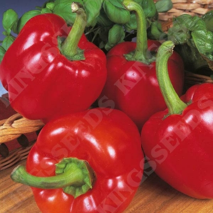 Picture of Sweet Pepper Beauty Bell F1