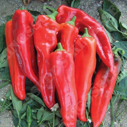 Picture of SALE - Sweet Pepper Thor F1 (RHS Award of Garden Merit)