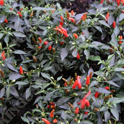 Picture of Chilli Pepper Demon Red