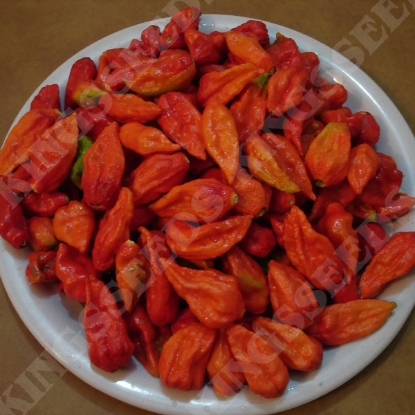 Picture of Chilli Pepper Bhut Jolokia