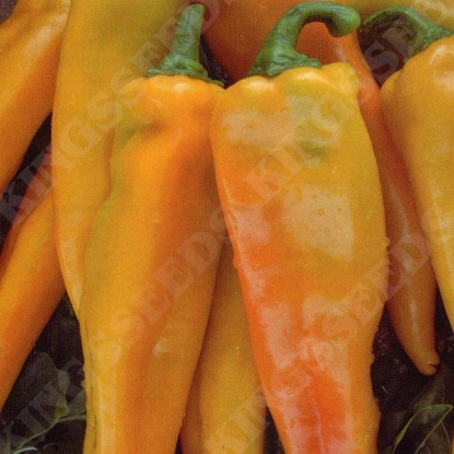 Picture of SALE - Sweet Pepper Astor F1 (RHS Award of Garden Merit)