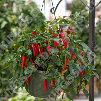 Picture of Chilli Pepper Cayannetta