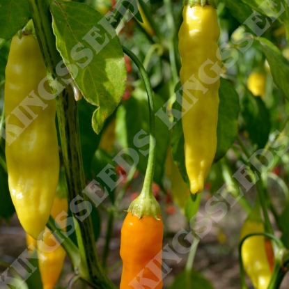 Picture of Chilli Pepper Havana Gold