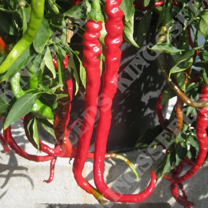 Picture of Chilli Pepper Fiery Tongues F1