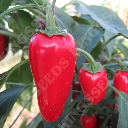 Picture of Chilli Pepper Gourmet Jalapeno