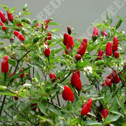 Picture of Chilli Pepper Hot Thai