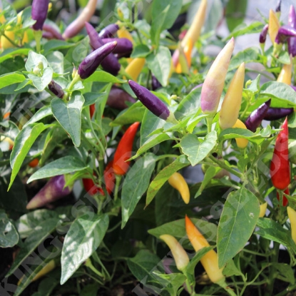 Picture of Chilli Pepper Jazz