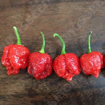 Picture of Chilli Pepper Trinidad Scorpion