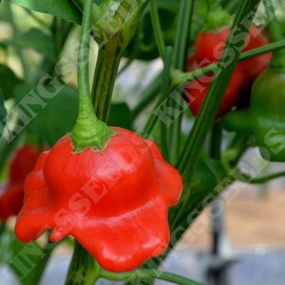 Picture of Chilli Pepper Bishops Crown