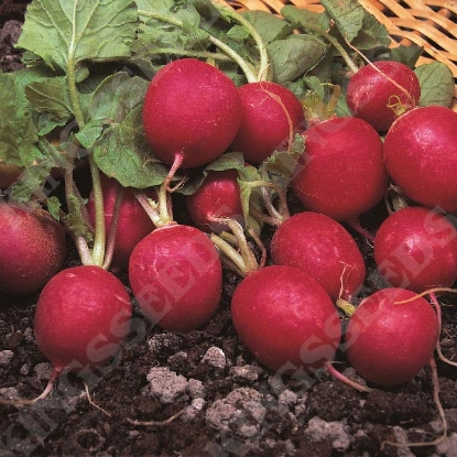 Picture of Radish Cherry Belle