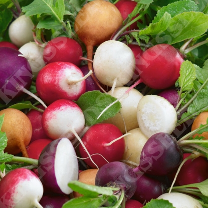 Picture of Radish Mixed