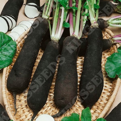 Picture of Radish Black Spanish Long (Moolli Type)