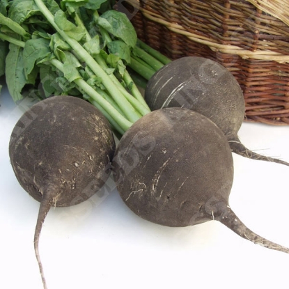 Picture of Radish Black Spanish Round