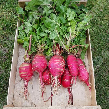 Picture of Radish China Rose