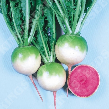 Picture of Radish Red Meat